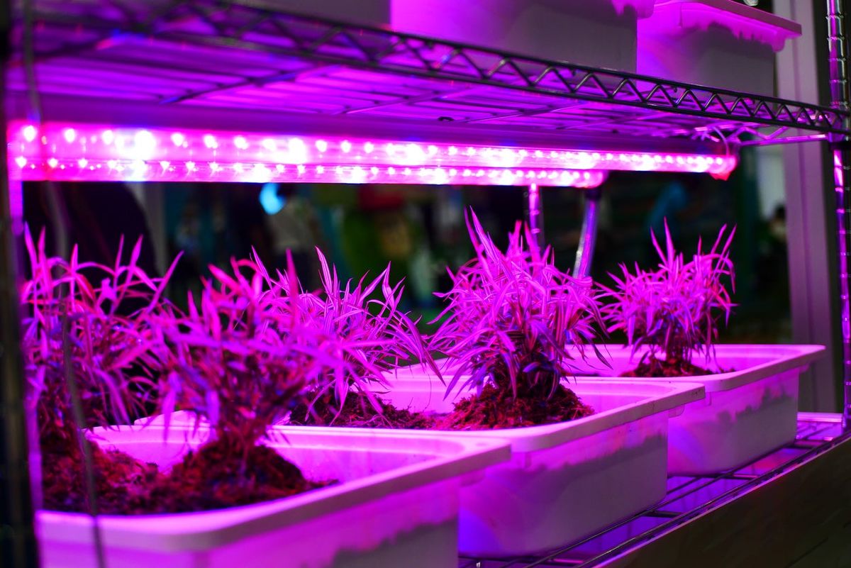 Grow light - LED strip